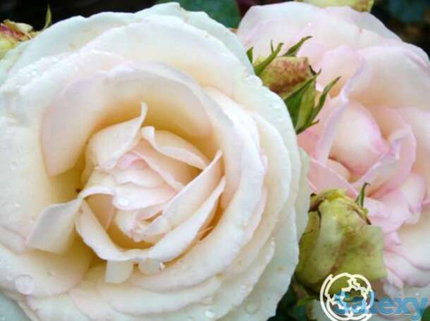 Роза палас роял/вайт эден, мейян, фотография 1