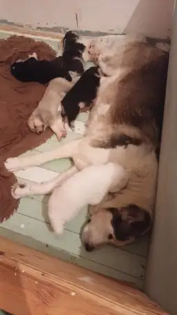 Крупные щенки алабая. Новые крови., фотография 3