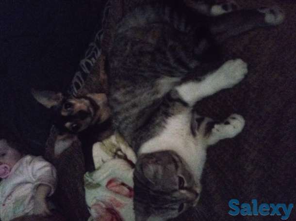 Продам Британскую кошку с документами, фотография 1