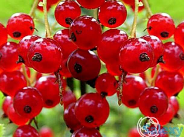 Смородина Натали красная, фотография 1