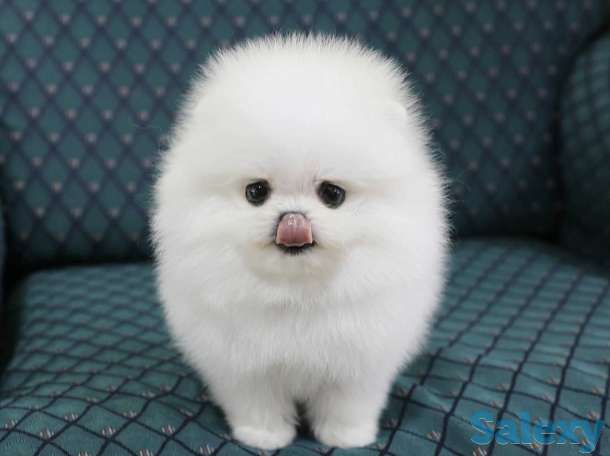 Красивая, пушистая прелесть., фотография 2