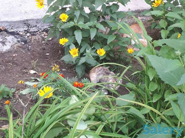 Котенок и его мама ищут дом!, фотография 2