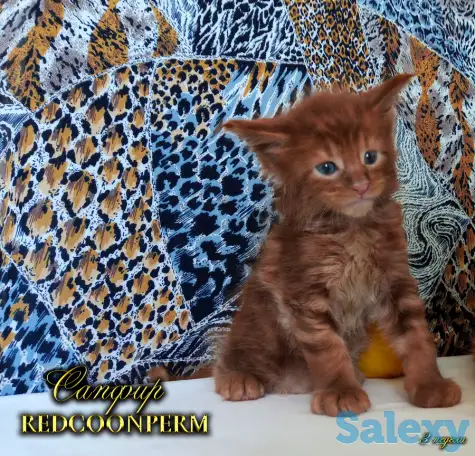 Мейн Кун красный солид. Шоу класс. Питомник, фотография 3