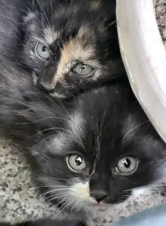 Очаровательные котята - в добрые руки, фотография 2