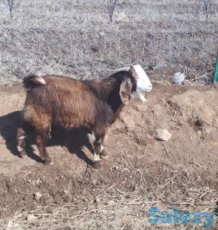 Осеменение. Молочные породы. Козы., фотография 3