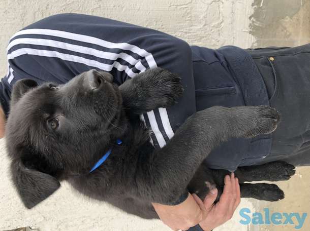 Продаются щенки ВЕО, фотография 3