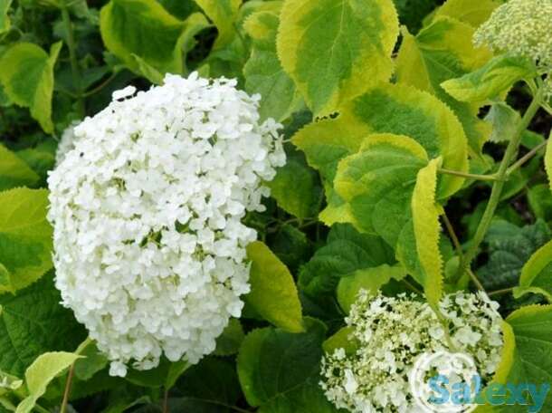 Гортензия голден анабель древовидная, фотография 1