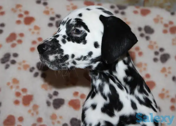 Далматин Далматинец щенки далматинов Далматины Алматы, фотография 6