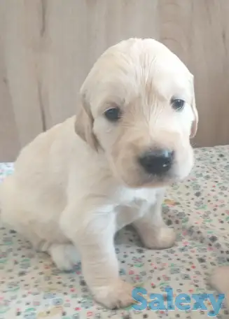 Продаются щенки породы Золотистый Ретривер, фотография 7