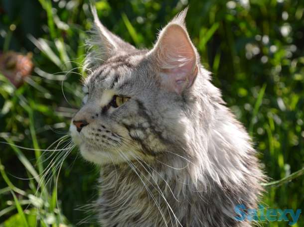 Шикарные котята Мейн-куна!, фотография 2