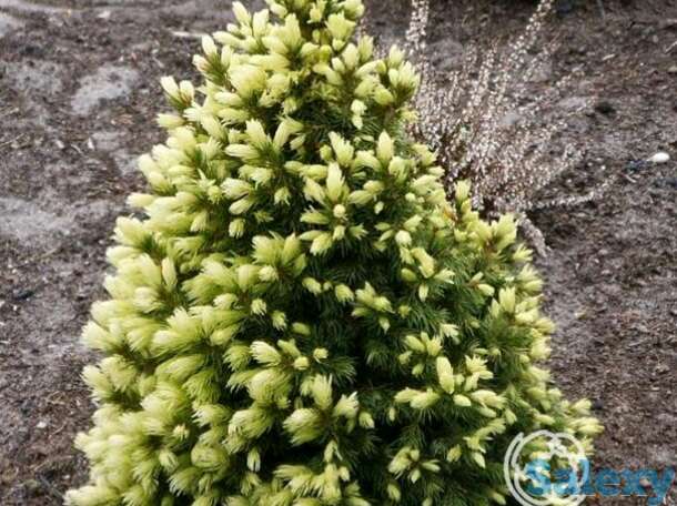 Ель канадская дейзи уайт, фотография 1