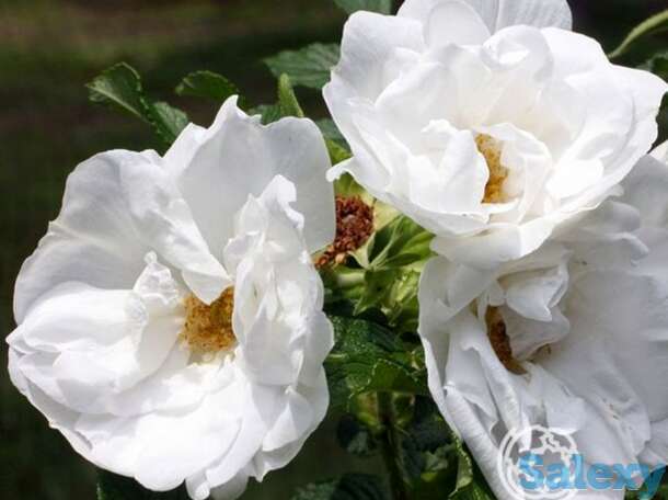 Роза бланк дабл де куберт, викс, фотография 1