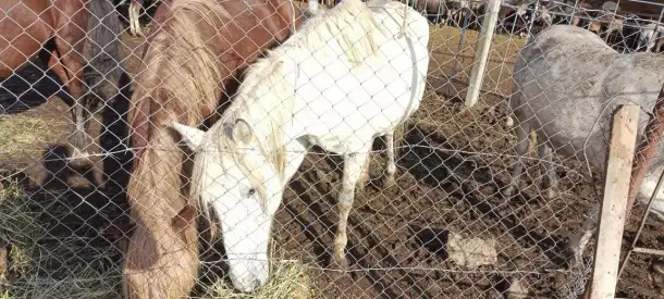 Скотоводство, фотография 4