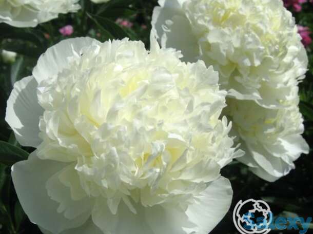 Пион дюшес де немур, фотография 1