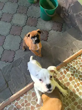 Продаю щенков немецкого боксёра, фотография 4