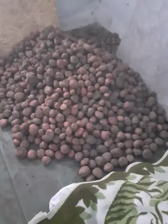 Картофель, фотография 1