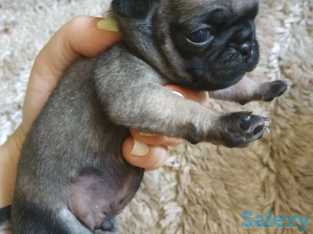 продам щенков породы мопс, фотография 3