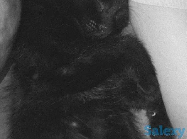 ОТДАМ КОТЁНКА В ХОРОШИЕ РУКИ, фотография 3
