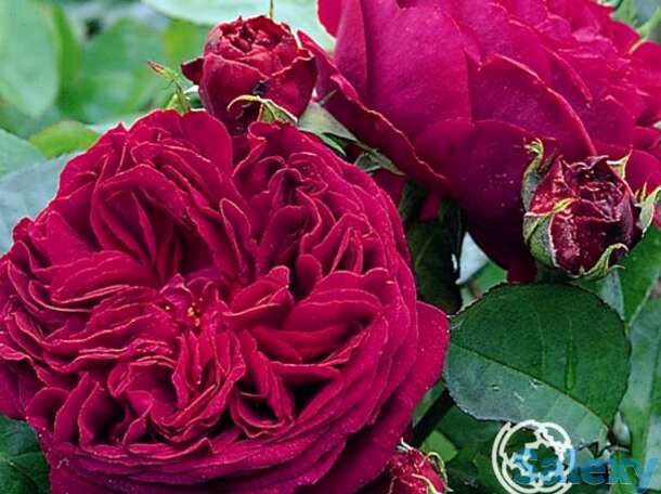 Роза алан сушон чайно-гибридная, топалович, фотография 1