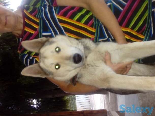 Спаривание, фотография 2