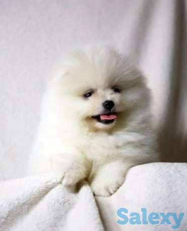 Настоящий мишка шпиц, фотография 1