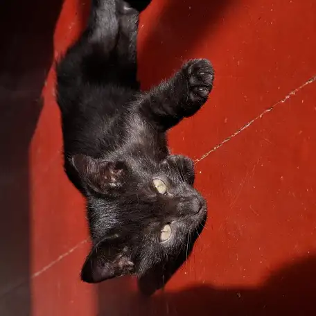 Отдадим котят в добрые руки, фотография 2