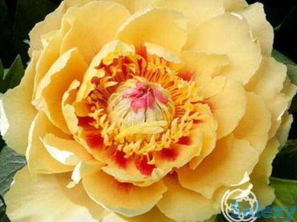 Пион-ито бордер шарм, фотография 1