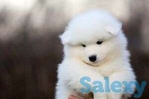 Продается щенки Самоеда, фотография 1