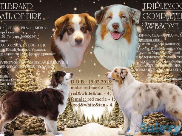 Продаются щенки Австралийской овчарки, фотография 1