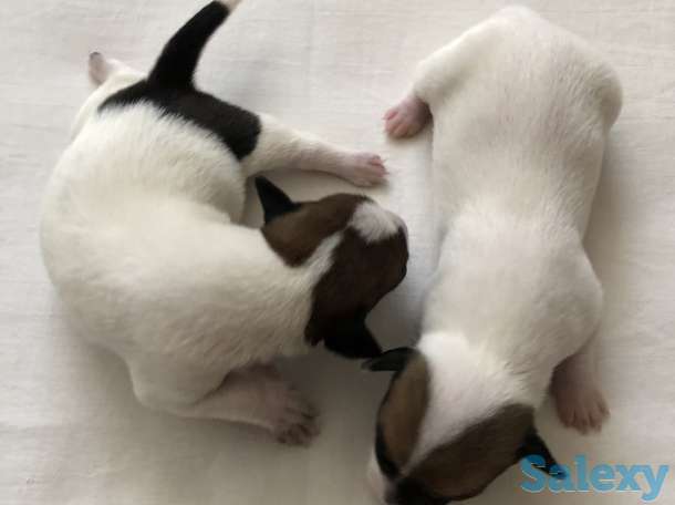 Щенки Джер Рассел Терьер, фотография 4