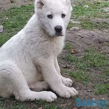 Щенки САО, фотография 2