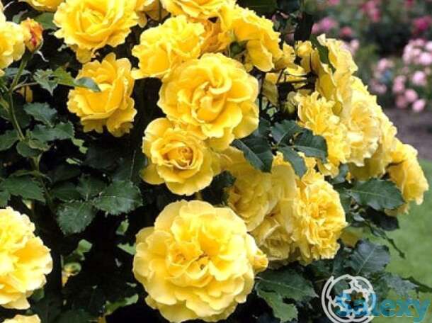 Роза голден шауэрс, кордес, фотография 1