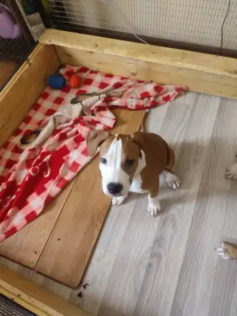 Щенки стаффорда, фотография 7