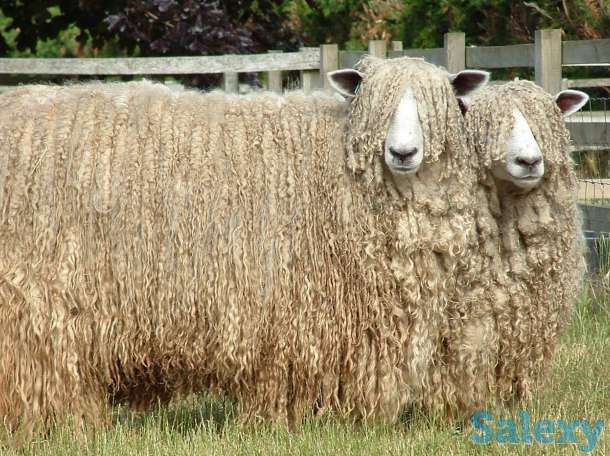 Племенные овцы Линкольн (скот из Европы класса Элита и Элита Рекорд), фотография 2