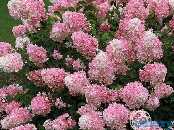 Гортензия тач оф пинк, фотография 1