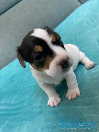 Продаются милые щенки ДжекРассел терьера, фотография 6