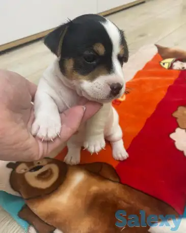 Продаются милые щенки ДжекРассел терьера, фотография 2