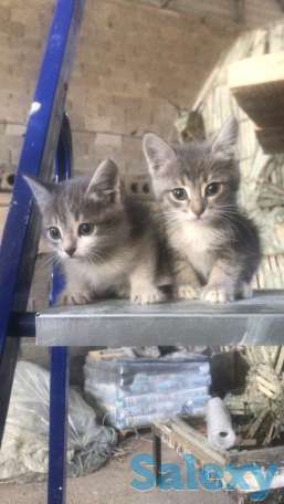 Отдам в хорошие руки двух месячных котят, мальчик и девочка, фотография 1