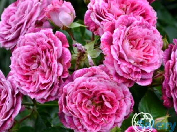 Роза летс селебрейт, фрайер, фотография 1