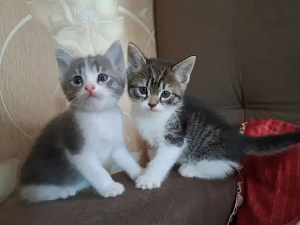 Отдаю домашних котят, фотография 1