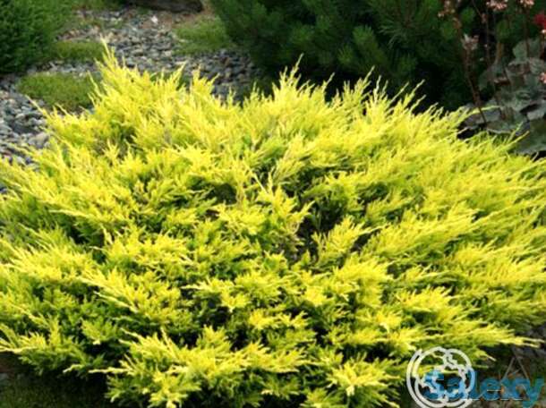 Можжевельник горизон. лаймглоу, фотография 1