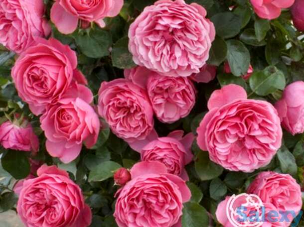 Роза леонардо да винчи флорибунда, топалович, фотография 1