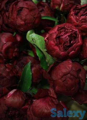 Пионы. Крупноцветковый бордовый., фотография 1