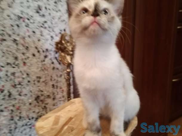 Отдам в добрые руки, фотография 6