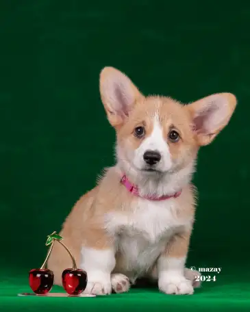 Щенки Вельш Корги Пемброк, фотография 4