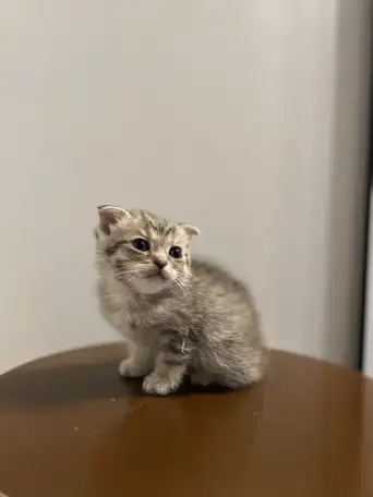 Шотландский вислоухий котенок, фотография 3