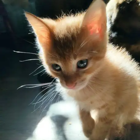 Отдам потрясающих котят в хорошие руки, можем помочь с доставкой, фотография 7