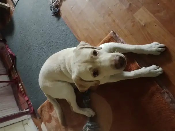 Лабрадор ретривер, фотография 2