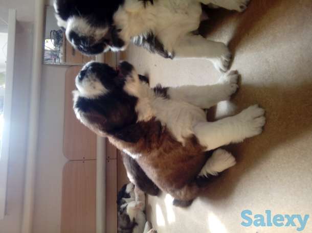 Щенки сенбернара, фотография 2