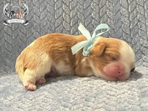 Профессиональный питомник ANGEL MECHTY., фотография 15